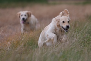 golden retriever